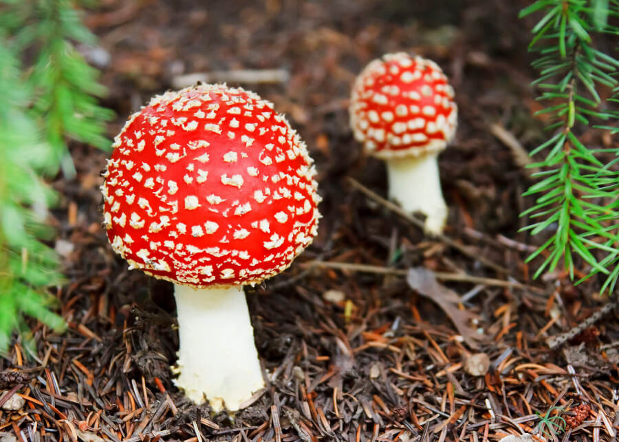 Deux champignons extrêmement vénéneux