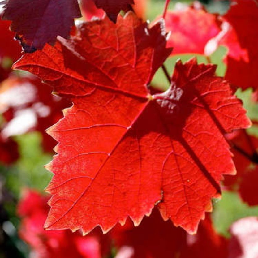 Vigne rouge - Vitis vinifera