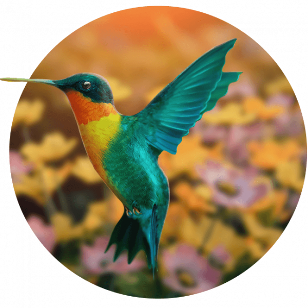 Illustration colibri maison Cérézy cultivez votre santé